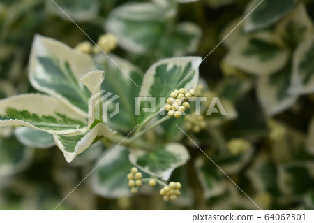 Wintercreeper Emerald Gaiety Wintercreeper Emerald Gaiety 64067301