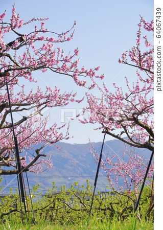 和歌山縣奇諾川市盛開的桃樹 和歌山縣奇諾川市盛開的桃樹 64067439