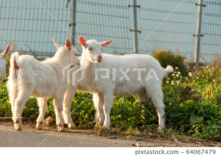 Goat on Hateruma Island, Okinawa Prefecture, the southernmost tip of Japan Goat on Hateruma Island, Okinawa Prefecture, the southernmost tip of Japan 64067479