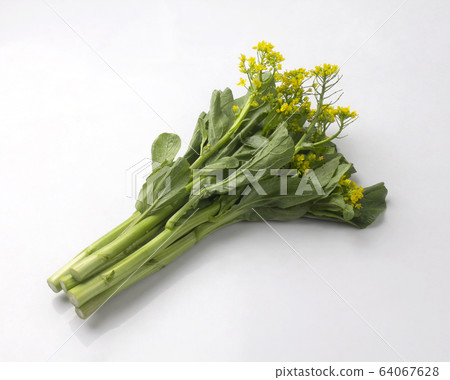 Fresh chinese flowering cabbage isolated on white Fresh chinese flowering cabbage isolated on white 64067628