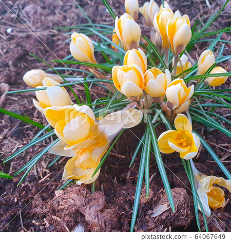Crocus blooms in spring, cold temperature. Directly above Crocus blooms in spring, cold temperature. Directly above 64067649