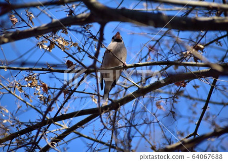 Wild birds in winter 64067688