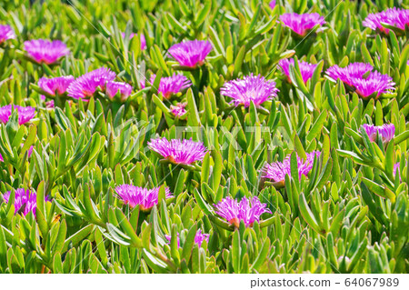 Blooming flower of Carpobrotus Chilensis on sand 64067989