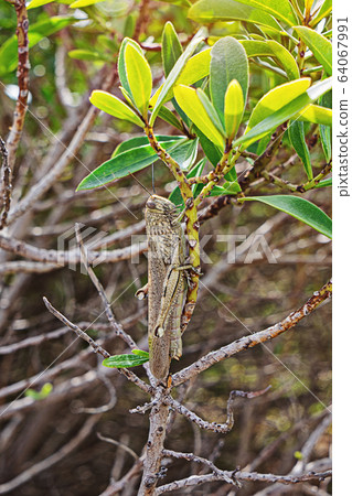 Large green locust on a branch close-up. Large green locust on a branch close-up. 64067991