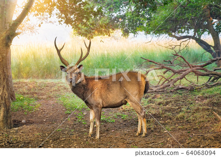 Beautiful male sambar (Rusa unicolor) deer walking in the forest of Ranthambore National Park, Rajasthan, India Beautiful male sambar (Rusa unicolor) deer walking in the forest of Ranthambore National Park, Rajasthan, India 64068094