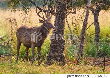 Male sambar (Rusa unicolor) deer eating tree leaves in the forest of Ranthambore National Park, Rajasthan, India Male sambar (Rusa unicolor) deer eating tree leaves in the forest of Ranthambore National Park, Rajasthan, India 64068112