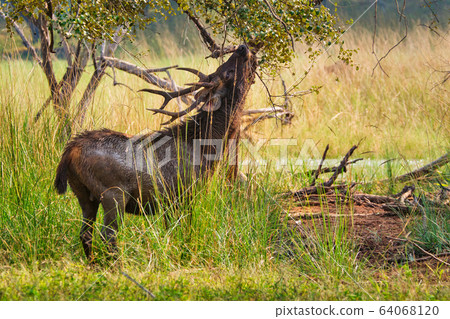 Male sambar (Rusa unicolor) deer eating tree leaves in the forest of Ranthambore National Park, Rajasthan, India Male sambar (Rusa unicolor) deer eating tree leaves in the forest of Ranthambore National Park, Rajasthan, India 64068120