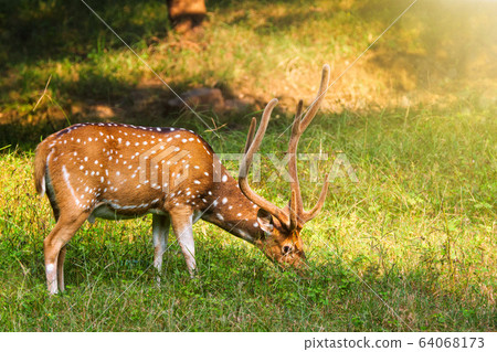 Beautiful male chital or spotted deer in Ranthambore National Park, Rajasthan, India 64068173
