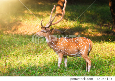 Beautiful male chital or spotted deer in Ranthambore National Park, Rajasthan, India Beautiful male chital or spotted deer in Ranthambore National Park, Rajasthan, India 64068183