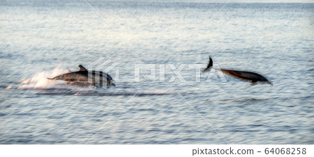 move effect on striped Dolphins while jumping in 64068258