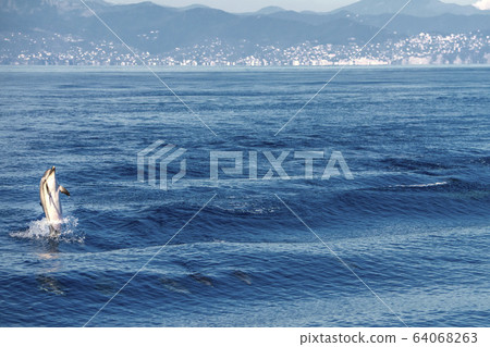 striped Dolphins while jumping in the deep blue 64068263