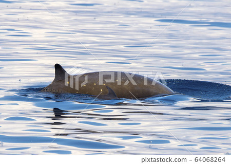 mother and calf Rare Goose Beaked whale dolphin 64068264