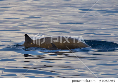 mother and calf Rare Goose Beaked whale dolphin 64068265