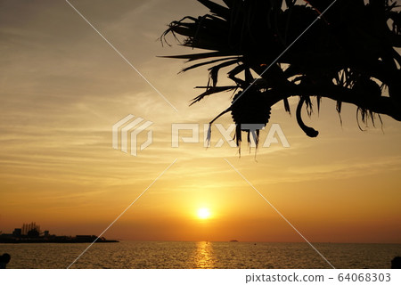 日落和阿丹樹 64068303