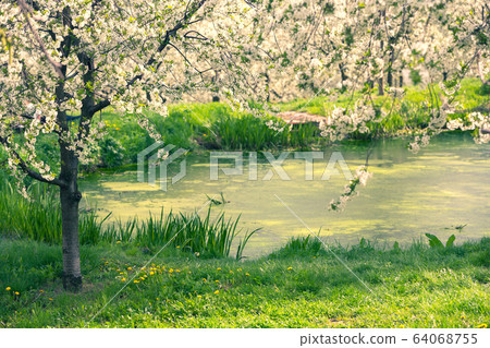 Pond in the apple orchard in spring Pond in the apple orchard in spring 64068755