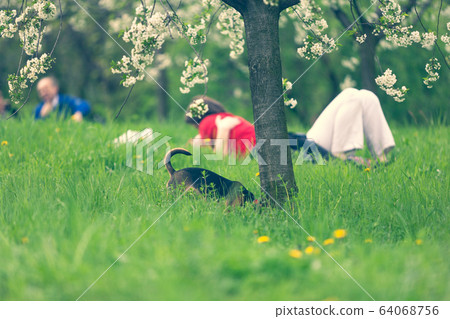 Picnic in the apple orchard with white flowers Picnic in the apple orchard with white flowers 64068756