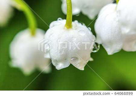 Lily of the online valley smell