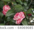 Red and white camellia 64069085