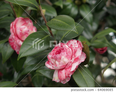 Red and white camellia Red and white camellia 64069085