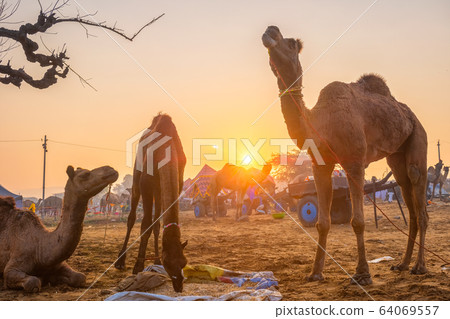 Pushkar mela camel fair festival in field eating chewing at sunset. Pushkar, Rajasthan, India 64069557