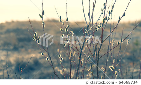 Willow with buds in the dunes in early spring Willow with buds in the dunes in early spring 64069734