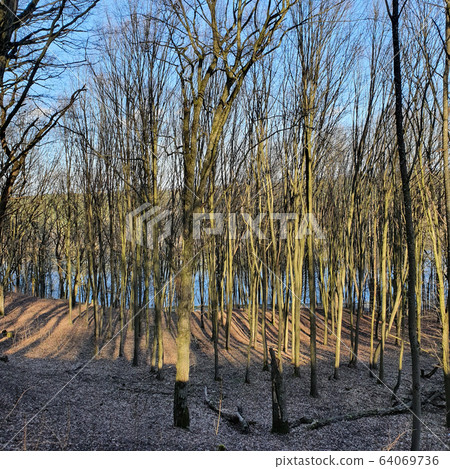 Deforestation effect, Europe. Higt angle view. Directly above. Deforestation effect, Europe. Higt angle view. Directly above. 64069736