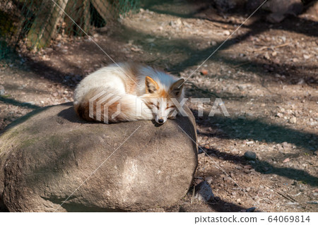 Russia. A red Fox basks in the sun, curled up on a warm stone in a nearby Park in Saint Petersburg. Russia. A red Fox basks in the sun, curled up on a warm stone in a nearby Park in Saint Petersburg. 64069814