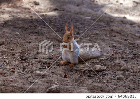 Russia. A red squirrel on the ground nibbles nuts in a nearby Park in Saint Petersburg. 64069815