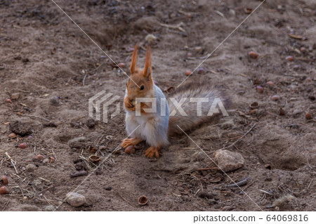 Russia. A red squirrel on the ground nibbles nuts in a nearby Park in Saint Petersburg. Russia. A red squirrel on the ground nibbles nuts in a nearby Park in Saint Petersburg. 64069816