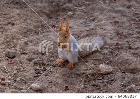 Russia. A red squirrel on the ground nibbles nuts in a nearby Park in Saint Petersburg. 64069817