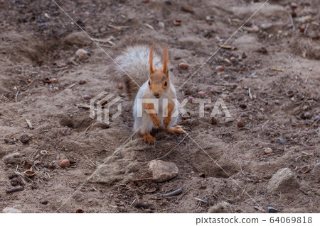 Russia. A red squirrel on the ground nibbles nuts in a nearby Park in Saint Petersburg. Russia. A red squirrel on the ground nibbles nuts in a nearby Park in Saint Petersburg. 64069818