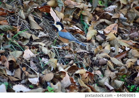 Fallen leaves and parus 64069865