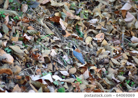 落葉和帕魯斯 64069869