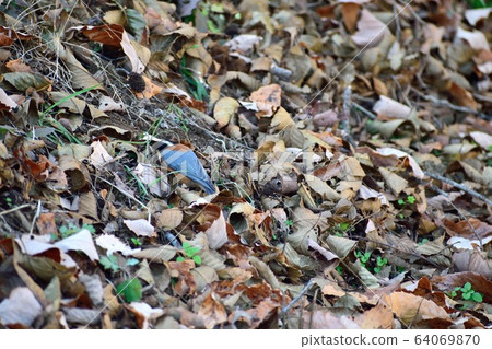 落葉和帕魯斯 落葉和帕魯斯 64069870