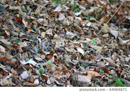 落葉和帕魯斯 64069871