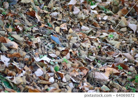 落葉和帕魯斯 64069872