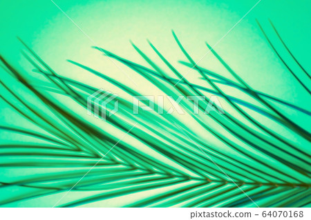 Tropical palm leaves on green background 64070168
