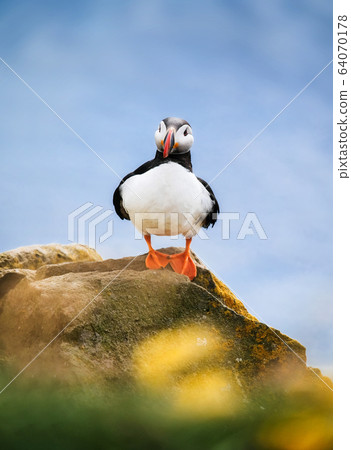 Puffin in Iceland. Seabird on sheer cliffs. Birds on the Westfjord in Iceland. Puffin in Iceland. Seabird on sheer cliffs. Birds on the Westfjord in Iceland. 64070178