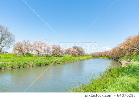 Spring in Japan Kitakoshigaya, Saitama Prefecture Spring in Japan Kitakoshigaya, Saitama Prefecture 64070285