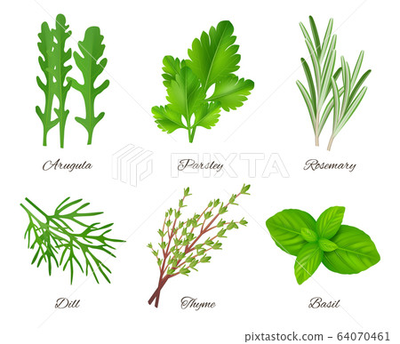 Herbs realistic. Green food species aromatic product ingredients parsley rosemary sage onion vector collection Herbs realistic. Green food species aromatic product ingredients parsley rosemary sage onion vector collection 64070461