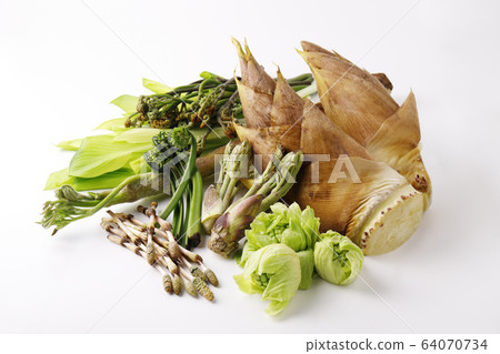 春天野生植物 春天野生植物 64070734
