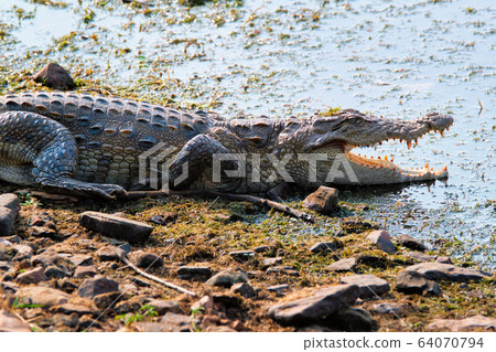 Snub Nosed Marsh Crocodile mugger crocodile (Crocodylus palustris) 64070794