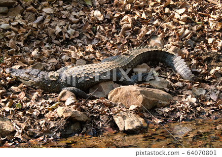 Snub Nosed Marsh Crocodile mugger crocodile (Crocodylus palustris) Snub Nosed Marsh Crocodile mugger crocodile (Crocodylus palustris) 64070801