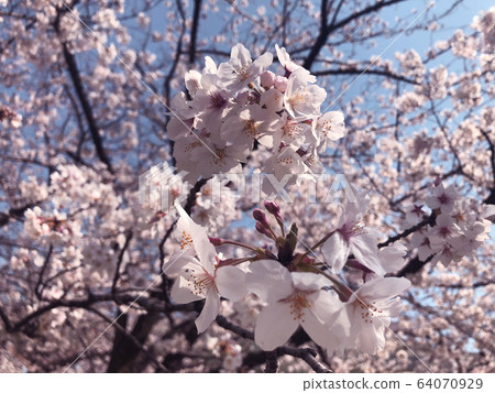 Cherry Blossoms Cherry Blossoms 64070929