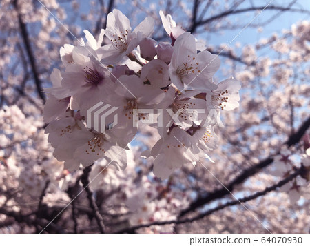 Cherry Blossoms Cherry Blossoms 64070930