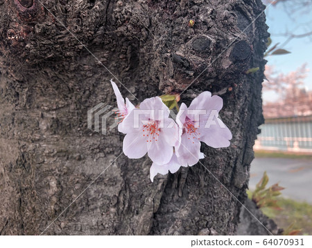 Cherry Blossoms	 64070931