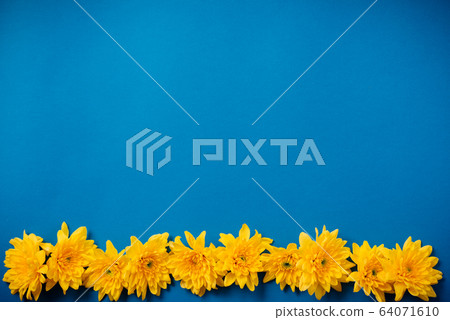 Beautiful orange chrysanthemums lie on a blue background. 64071610
