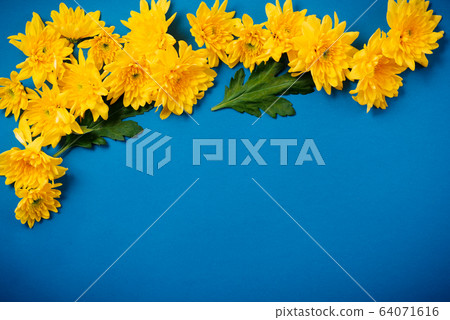 Beautiful orange chrysanthemums lie on a blue background. Beautiful orange chrysanthemums lie on a blue background. 64071616