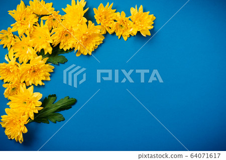 Beautiful orange chrysanthemums lie on a blue background. Beautiful orange chrysanthemums lie on a blue background. 64071617
