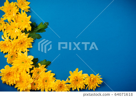 Beautiful orange chrysanthemums lie on a blue background. Beautiful orange chrysanthemums lie on a blue background. 64071618